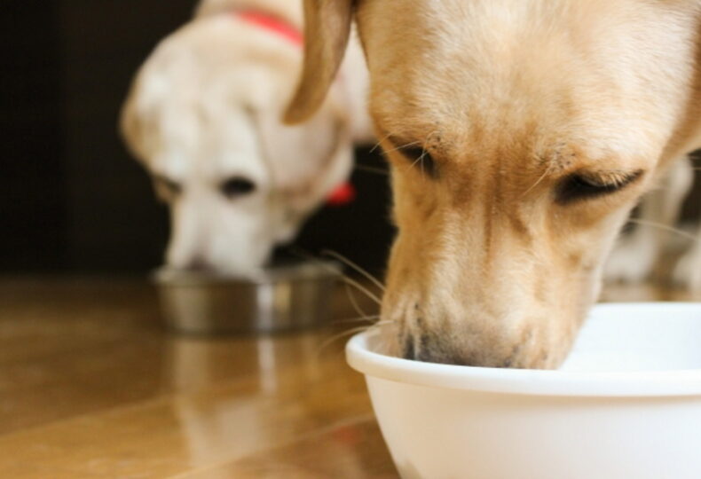 犬の栄養バランスとは？犬の年齢に応じて必要な栄養素について紹介！