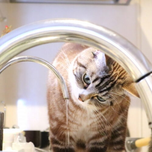 猫に水分補給させるには？猫が水を飲まない理由、飲ませる方法を紹介