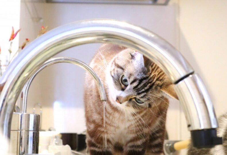 猫に水分補給させるには？猫が水を飲まない理由、飲ませる方法を紹介