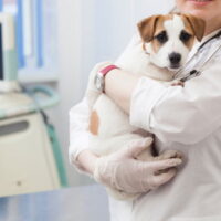 犬の避妊手術はするべき？避妊によるメリット・デメリットを紹介！