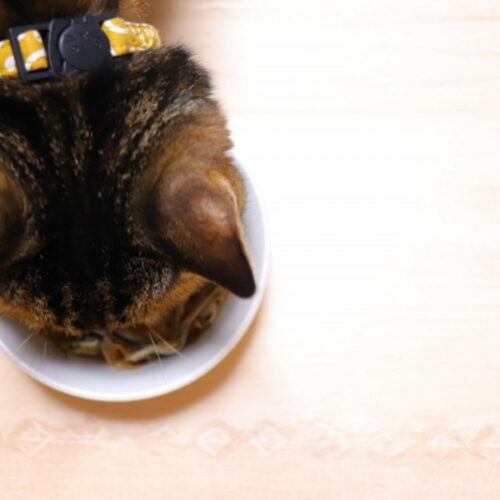 猫の餌の量はどれくらい？餌の量や回数、選び方について紹介！