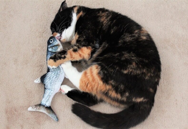 猫に生魚は危険？猫に魚をあげるために知っておくべきこと！