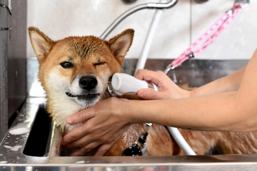 お風呂での犬の洗い方