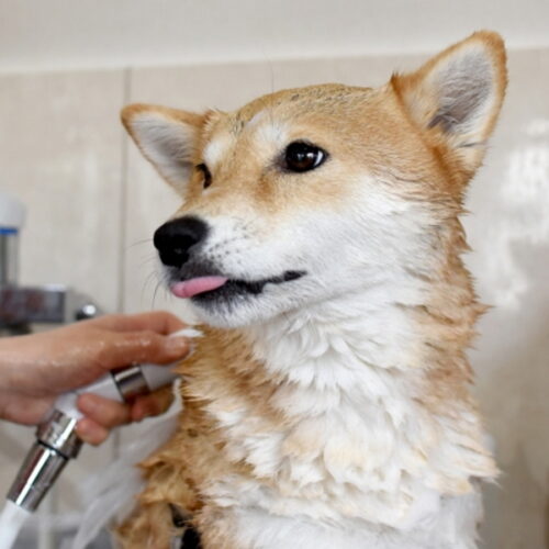 犬のお風呂の入れ方とは？洗い方やお風呂好きにする方法を紹介！