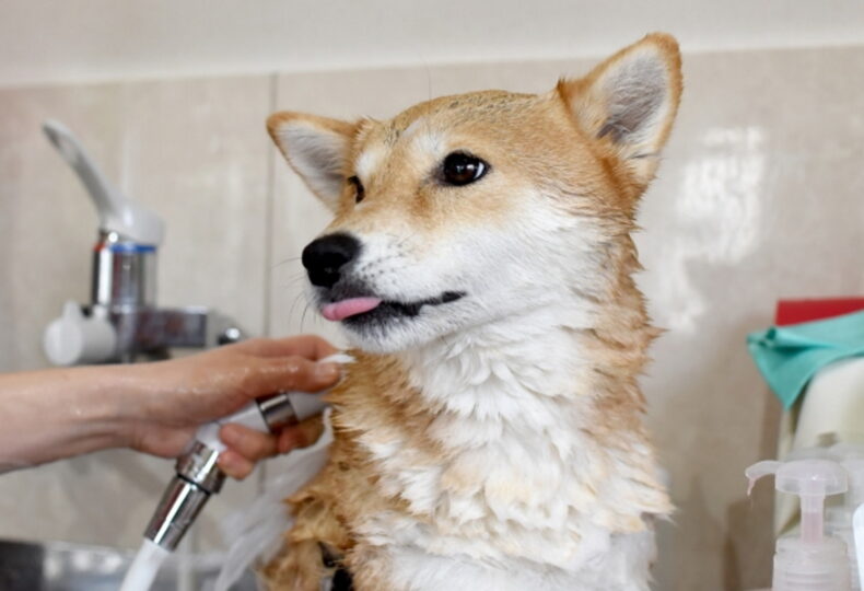犬のお風呂の入れ方とは？洗い方やお風呂好きにする方法 ペットと飼い主のためWEBメディア│petally