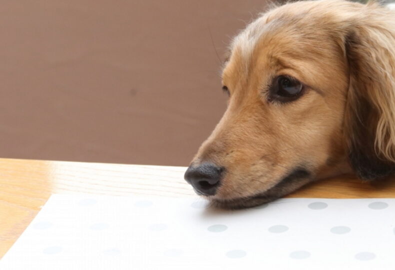 犬の胃腸炎はうつる？犬が胃腸炎になってしまう原因と対策を紹介！