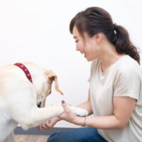 犬をしつける方法とは？犬をしつける目的や手順について解説！