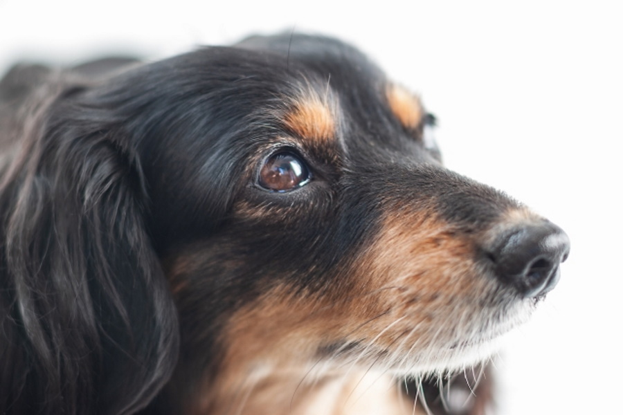 犬のひげはカットしていいの ひげの役割 カットする理由を紹介 ペットと飼い主のためwebメディア Petally