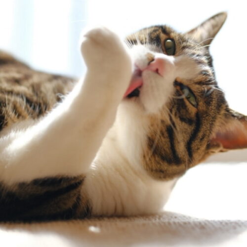 猫の関節炎の症状とは？関節炎の猫に飼い主がしてあげられること