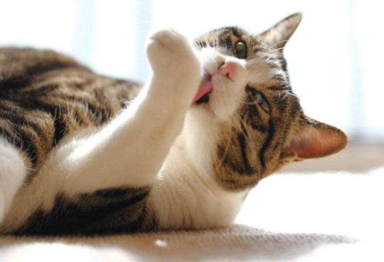 猫の関節炎の症状とは？関節炎の猫に飼い主がしてあげられること