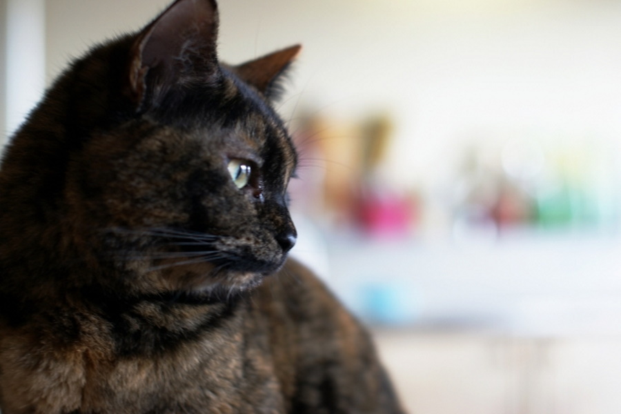 猫が頻繁に吐いたら尿路結石？
