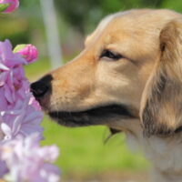 犬の花粉症とは？犬の花粉症の原因や症状、対策について紹介！
