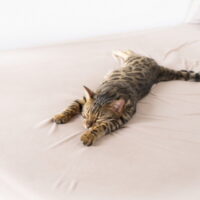 猫の平熱は何度？猫の熱や低体温症の対処方法・予防方法を紹介！