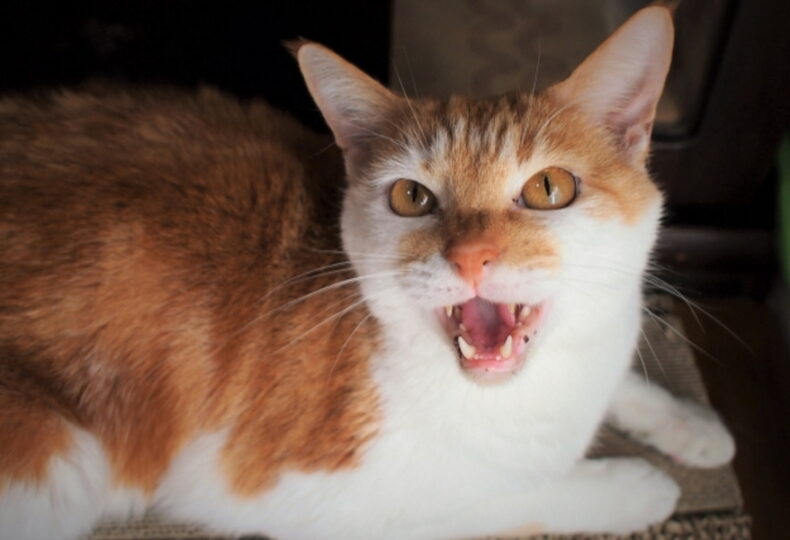猫の口が臭い理由とは？口臭の原因・口臭ケアの方法を紹介！
