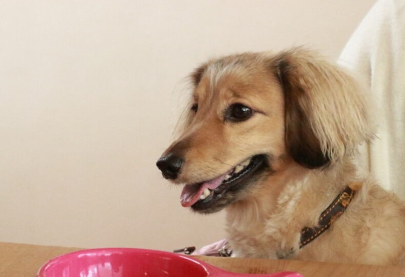 犬のダイエット【食事編】食事制限のやり方・ダイエットに良い食べ物