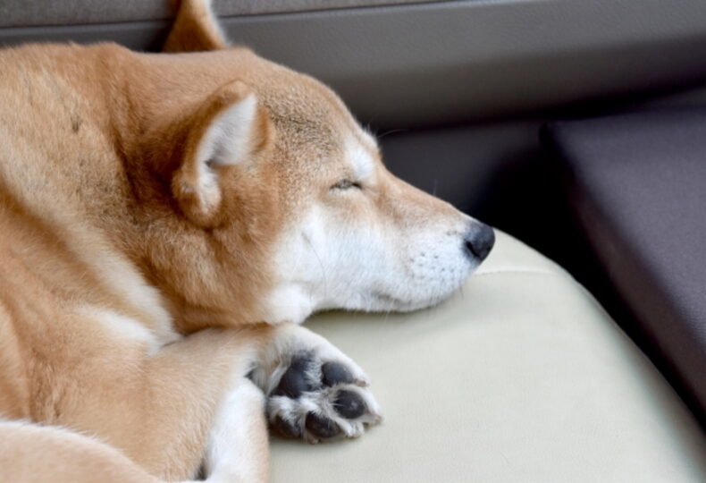 犬の車酔い対策！犬が酔ったときの対処法や車酔い防止グッズを紹介！