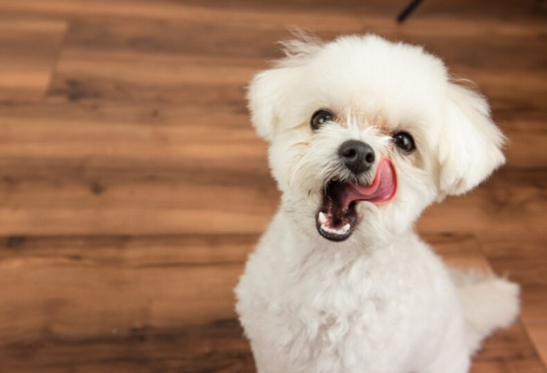 犬が舌が出る理由とは しまい忘れやペロペロする意味を紹介 ペットと飼い主のためwebメディア Petally