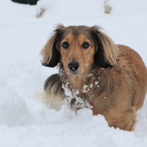 犬は寒さに強い？犬が過ごせる気温や寒さ対策について紹介！