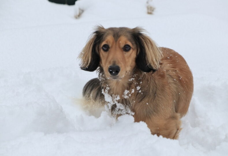 犬は寒さに強い？犬が過ごせる気温や寒さ対策について紹介！