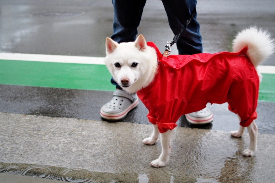 犬の雨具