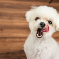 犬が舌を出す理由とは？しまい忘れや舌なめずりをする原因を紹介！