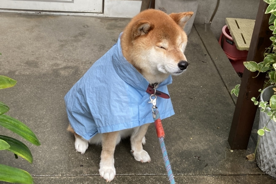 犬は雨嫌い？