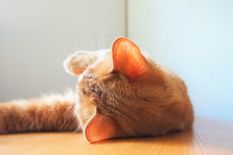 猫の耳掃除のやり方