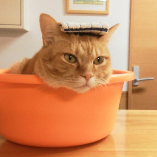 猫のお風呂の入れ方を解説！お風呂好きにさせる方法・暴れる猫対策