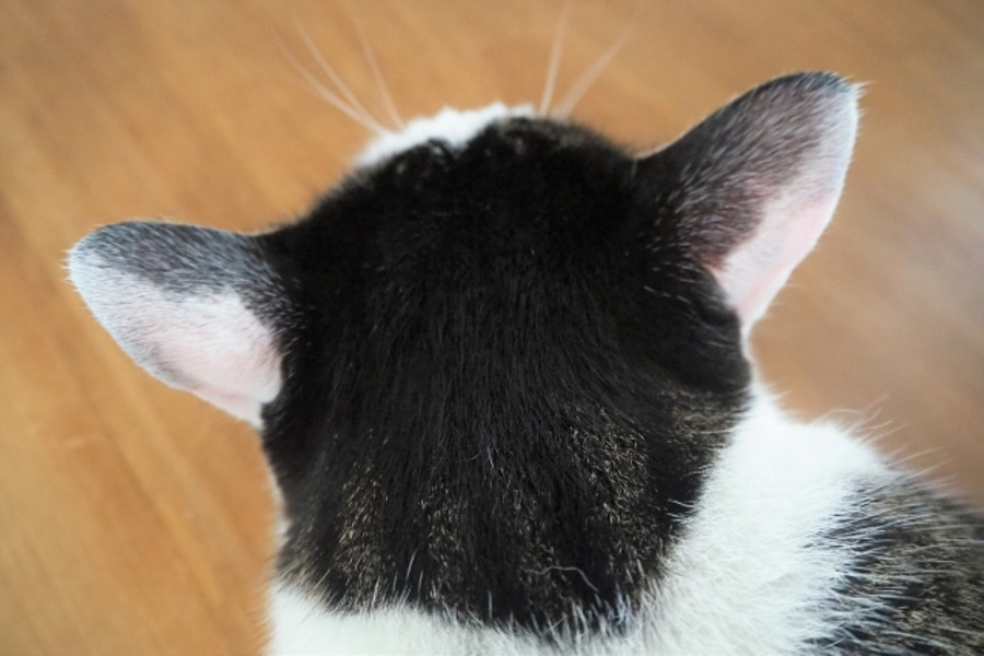 猫の耳垢が黒い