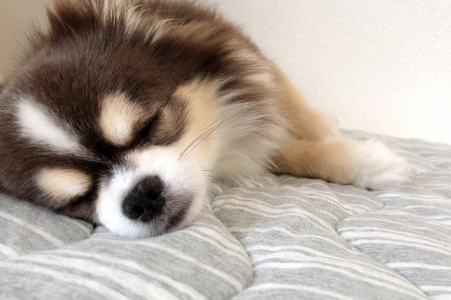 一緒に寝るのは犬にとって幸せ？