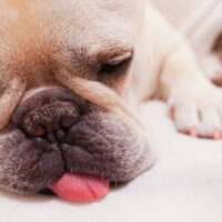 犬と一緒に寝る時に注意すべきこととは？しつけや病気について解説！