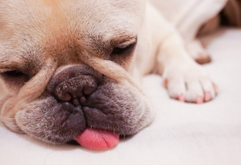 犬と一緒に寝る時に注意すべきこととは？しつけや病気について解説！