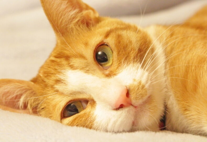 猫の目の病気について解説！考えられる病気・対処法を症状別に紹介！
