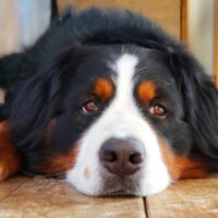 犬のヘルニアとは？ヘルニアの症状や治療方法、再発防止方法を解説！