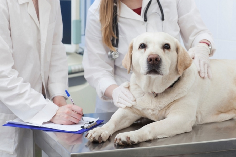 犬のヘルニア治療