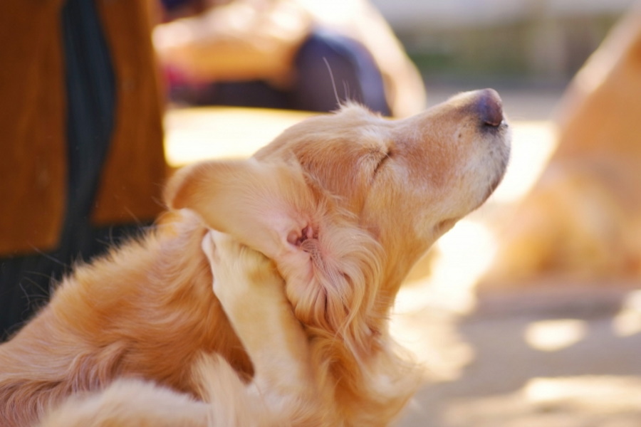 犬の耳掃除の頻度