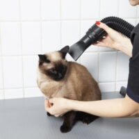 猫がドライヤーを嫌がる理由とは？慣れさせる方法・乾かし方を解説！