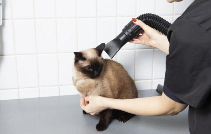 猫がドライヤーを嫌がる理由とは？慣れさせる方法・乾かし方を解説！
