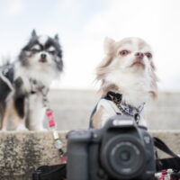犬の写真の撮り方【インスタ映え&年賀状】すぐに使えるテクニック！