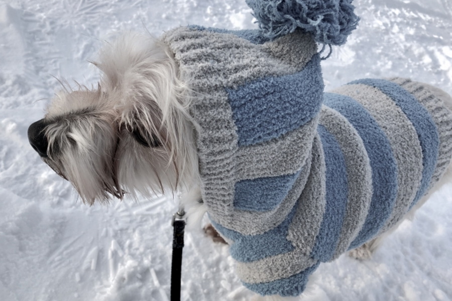 おすすめの犬冬服