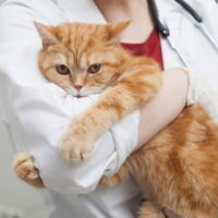 猫に健康診断は必要なの？受けないリスクや検査内容について解説！