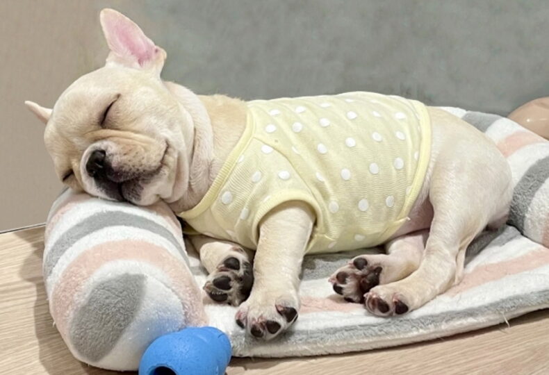 犬の睡眠の質を高めるには？理想的な睡眠時間や寝不足の症状を紹介！