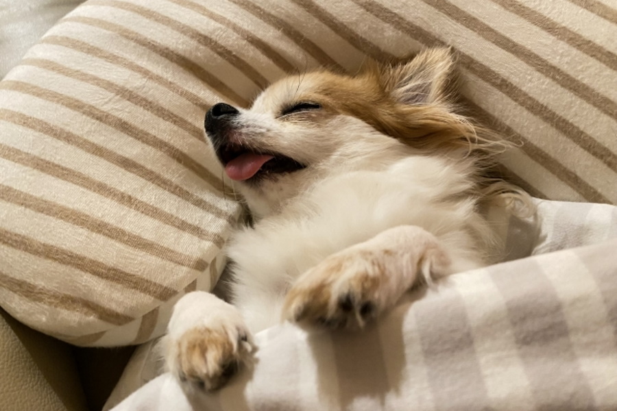 睡眠中の犬の様子